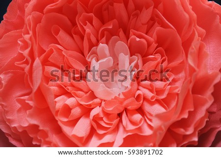 Huge growth gentle flower peony paper closeup. Blue wall on background