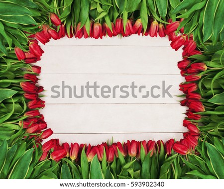 Spring Frame of Red Tulip Flowers on White Wooden Background