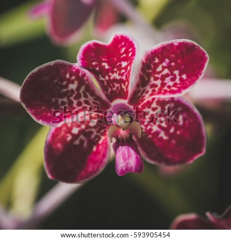 beautiful purple orchids with blur shoot and green feaf background lomo style photo