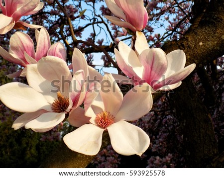 Magnolia flower in flower garden during spring