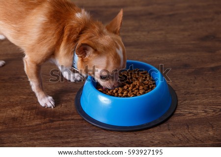 Chihuahua dog eat feed. Bowl of dry kibble food. Healthy pets meal. Blue plate on wooden rustic background.