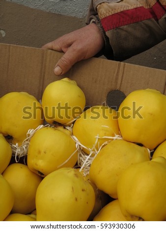 Quince with sellers hand