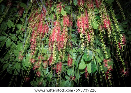   I Love You with red flower, Barringtonia acutangula (L.) Garetn, 
Indian oak