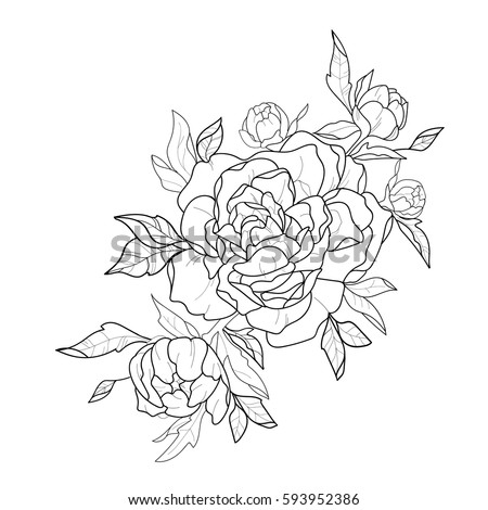 Sketch of beautiful peonies on a white background.