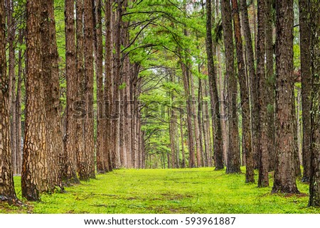 Picture beautiful of green pine forest tunnel, Nature Background  