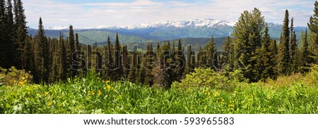 Panorama Taiga, Siberia Royalty-Free Stock Photo #593965583