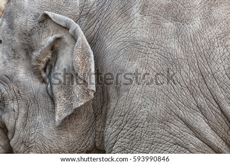 Wrinkled skin of an elephant and its ear