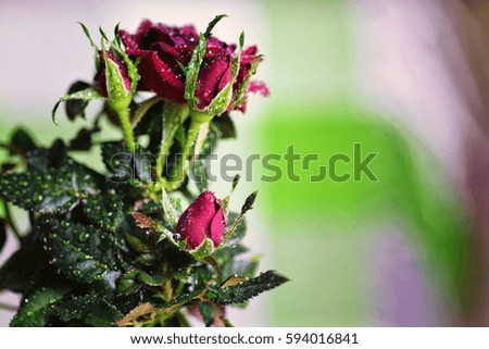 rose fresh pot macro