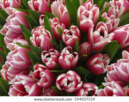 tulips flowers. Bouquets of white-pink tulips.  Spring background with flowers tulips.  Closeup.  Nature.