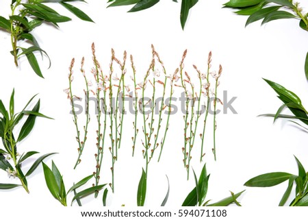 Wild flowers and wild leaves on white background