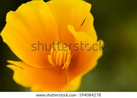 Beautiful flower in nature and as a background. Bright orange California Poppy photographed in garden with a deep, rich green background.