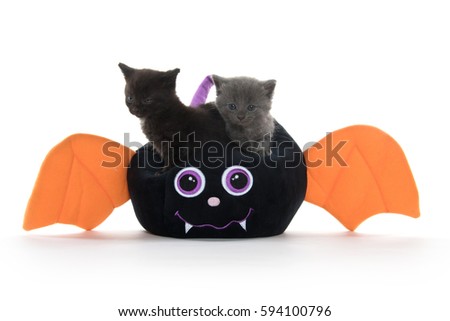 Cute kittens inside of Halloween decoration on white background