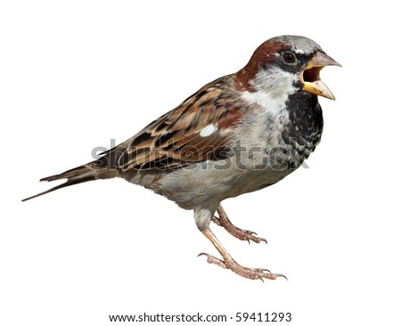 Male in front of white background, isolated. House Sparrow (Passer domesticus) Royalty-Free Stock Photo #59411293