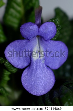 Close-up of tiny violet flower Streptocarpus saxorum 'False African Violet' 