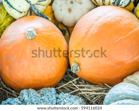 Closeup of orange pumpkin