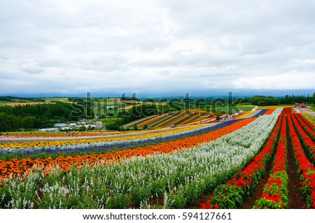 Panoramic flower gardens Shikisai-no-okain in Biei, Hokkaido during lavender season.