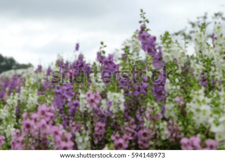 blur picture :: with many kinds of flowers and color