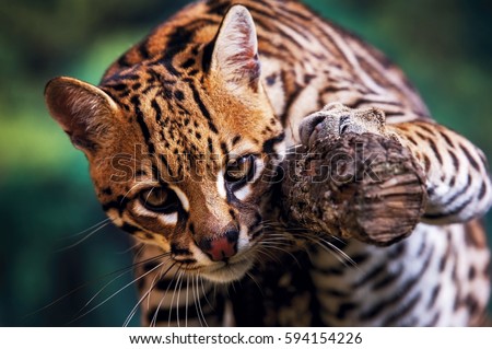 Ocelot (Leopardus pardalis) it is the third largest feline neotropical, photographed in Espí­rito Santo - Brazil. Atlantic forest Biome. Captive animal. Royalty-Free Stock Photo #594154226