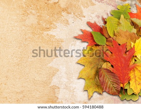 leaves on a grunge background
