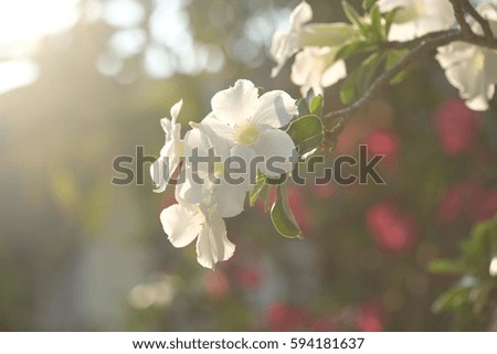 White plumeria flower in the garden