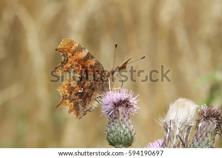 A beautiful Comma Butterfly (Polygonia c-album) nectaring from a thistle flower.
