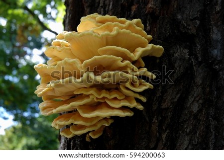 Tree mushroom Laetiporus sulphureus (Schwefelporling) in a park in Berlin, Germany Royalty-Free Stock Photo #594200063