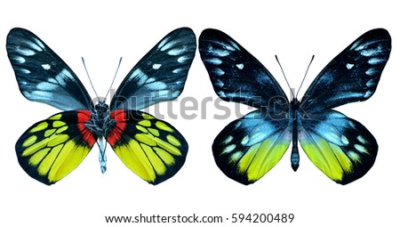 Set of Redbase Jezebel (Delias pasithoe) beautiful yellow with red and black to grey butterfly both under and upper wings view in natural color profile isolated on white background