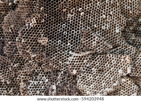 close up of an empty wasp nest.
