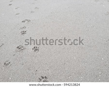 Dog footprints on the beach