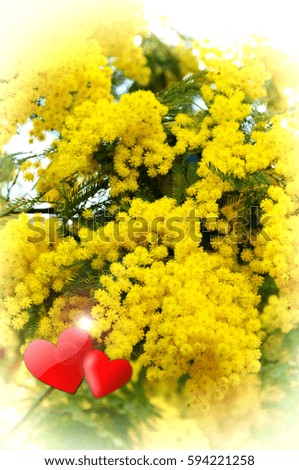 Mimosa Flowers with red hearts as background