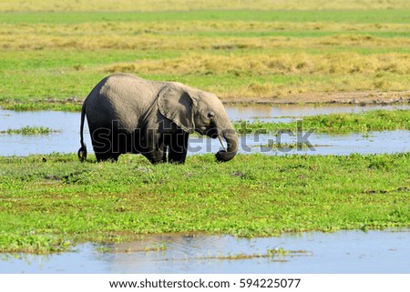 Elephant in National park of Kenya, Africa