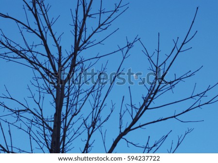 Moon in branches of trees. The blue spring sky and moon on the background of trees.