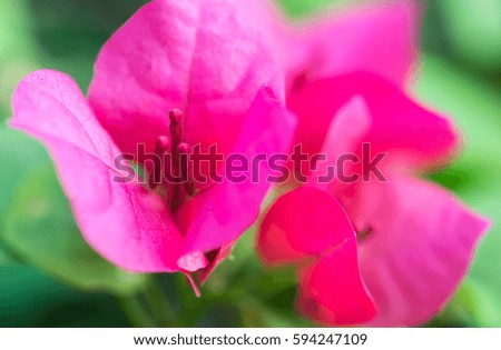 close up pink Bougainvillea in the garden 