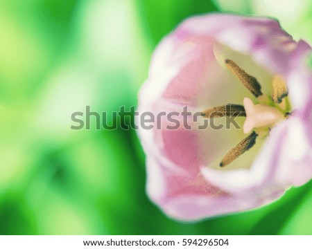 colorful tulip flower ,macro  close up 