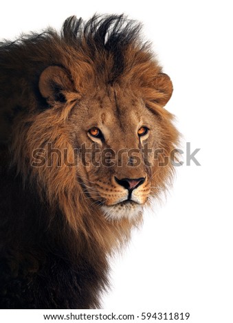 Lion great king of animals isolated at white