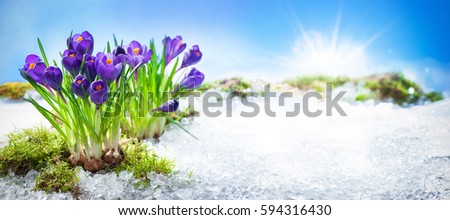 Purple crocuses growing through the snow in early spring Royalty-Free Stock Photo #594316430