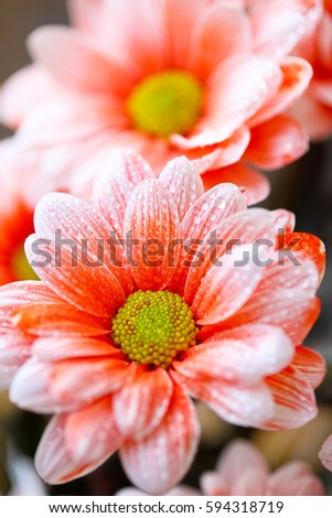 beautiful orange daisy in the morning dew. Shallow depth of field