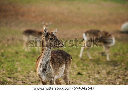 Female Deer in a beautiful forest in Denmark, Europe