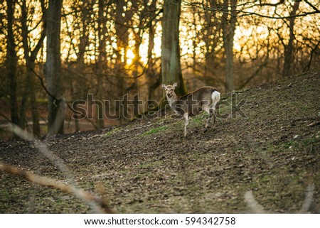 Female Deer in a beautiful forest in Denmark, Europe