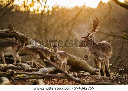 Deer standing in a forest near Aarhus, Denmark, Europe.  Beautiful wildlife scene.