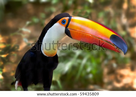 Colorful orange beaked toucan