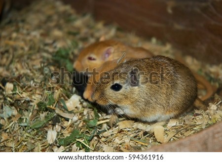Mongolian gerbil (meriones unguiculatus). The problem of rodents in agriculture.