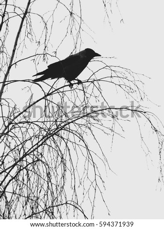 The crow on the branch of a birch tree in winter on white background. Black-and-white.
