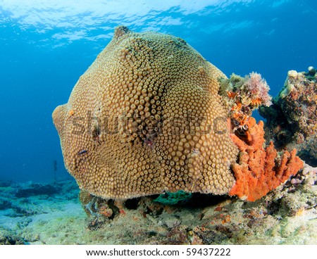 Coral Mound made of Great Star Coral(Montastrea cavernosa), picture taken in Broward County, Florida.