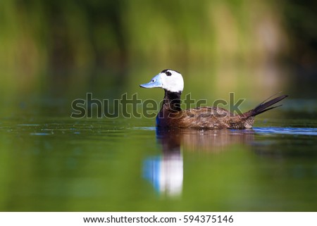 Duck swimming in lake. White headed Duck 
green lake background 
White headed Duck Oxyura leucocephala
