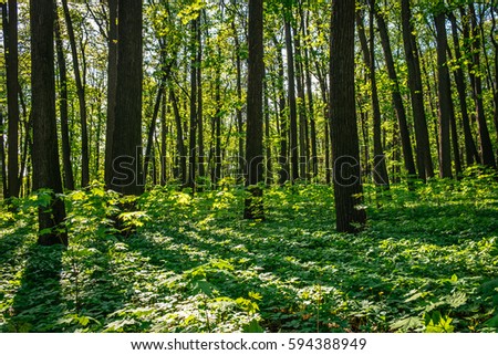 Summer nature landscape with sunlight in trees of deep green forest woods. Scenic forest of fresh green deciduous forest trees with warm sun through foliage. Sunlight in deep green forest woods nature