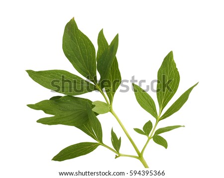 Peony leaf isolated on white background for design