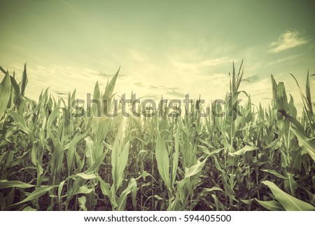 Vintage landscape with corn field and beautiful sky, farmland