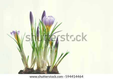 Beautiful purple violet crocuses in pot on white background with copyspace. Spring concept. Free space for your text. Toned effect