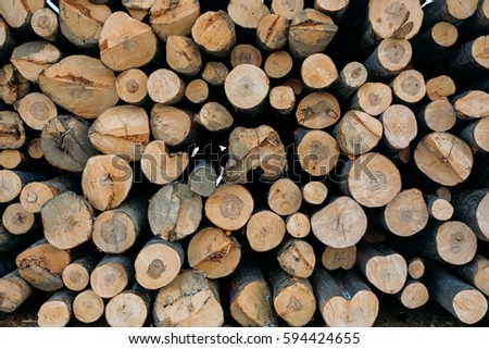 Pile of wood logs with the concentric year rings, nature texture background for lumber industry. Logging - pile with cutted trunks and branches of tree. Raw wooden material is stored on mound